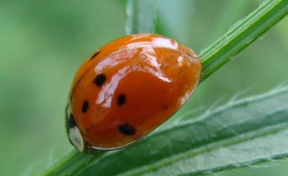 Coccinelle del Parco di Monza